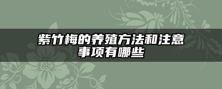 紫竹梅的养殖方法和注意事项有哪些