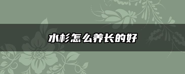 水杉怎么养长的好