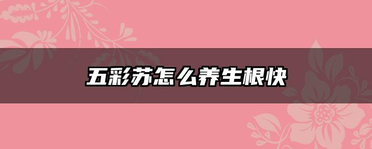 五彩苏怎么养生根快