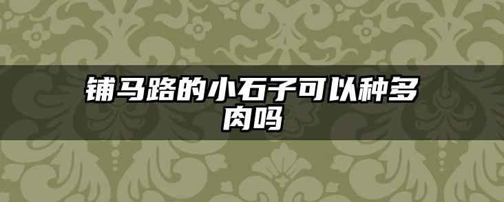 铺马路的小石子可以种多肉吗