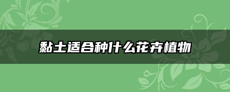 黏土适合种什么花卉植物