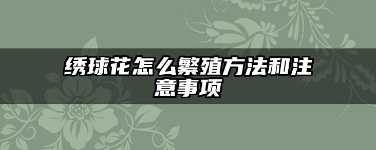 绣球花怎么繁殖方法和注意事项