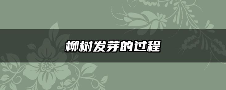 柳树发芽的过程