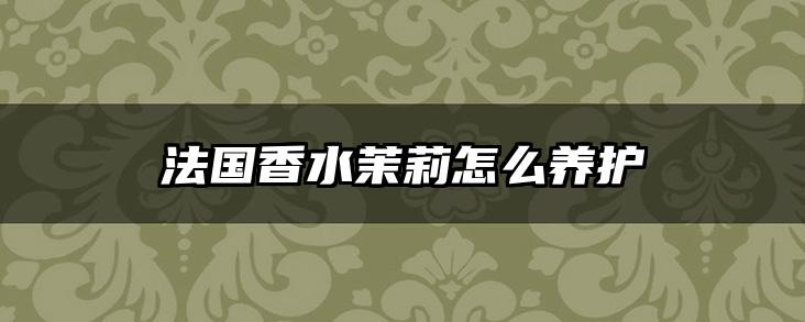 法国香水茉莉怎么养护