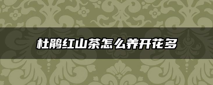 杜鹃红山茶怎么养开花多