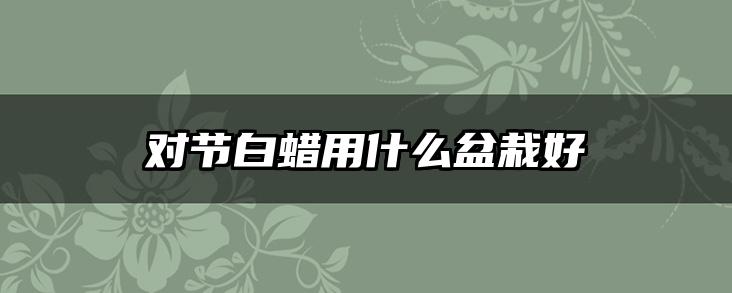 对节白蜡用什么盆栽好