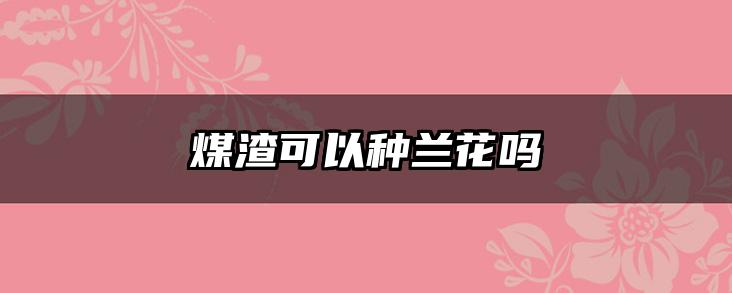 煤渣可以种兰花吗