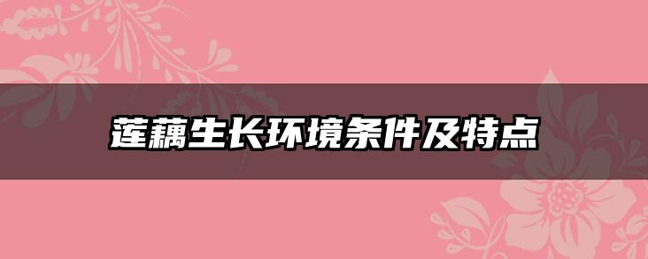 莲藕生长环境条件及特点