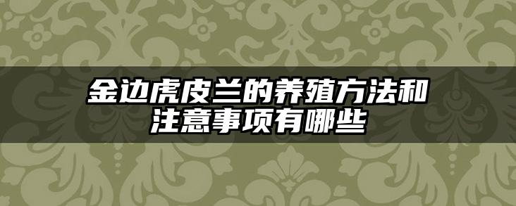 金边虎皮兰的养殖方法和注意事项有哪些