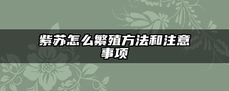 紫苏怎么繁殖方法和注意事项