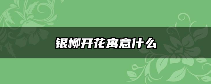 银柳开花寓意什么