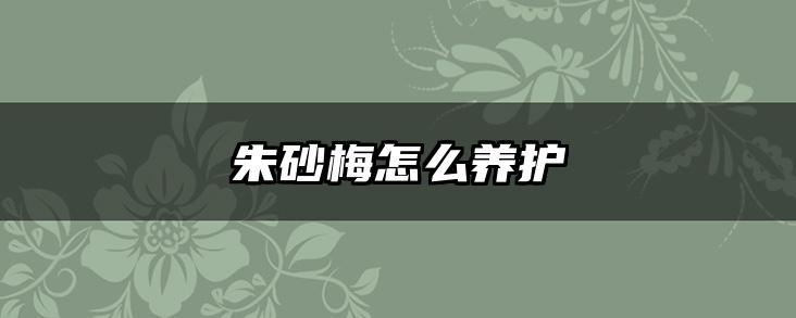 朱砂梅怎么养护