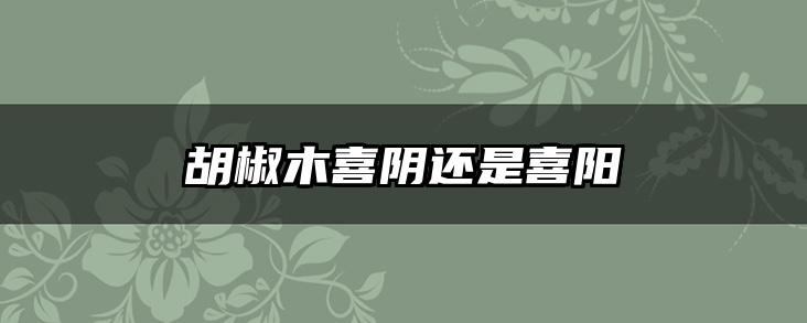 胡椒木喜阴还是喜阳