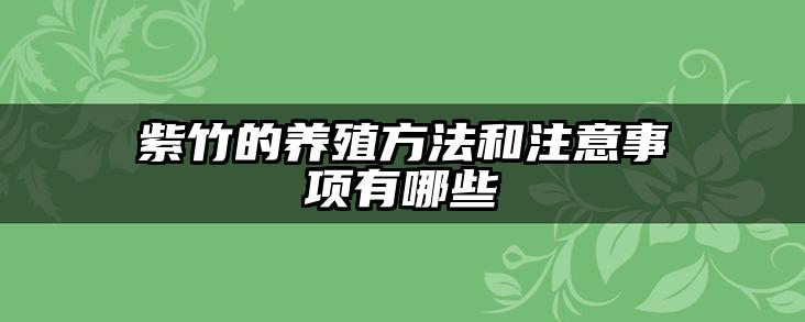 紫竹的养殖方法和注意事项有哪些