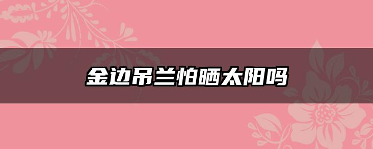 金边吊兰怕晒太阳吗