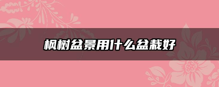 枫树盆景用什么盆栽好
