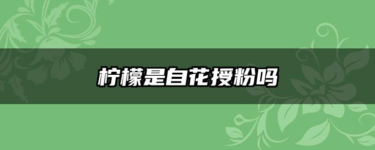 柠檬是自花授粉吗