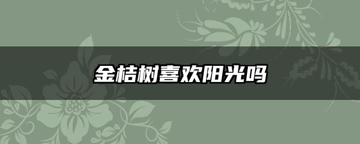 金桔树喜欢阳光吗
