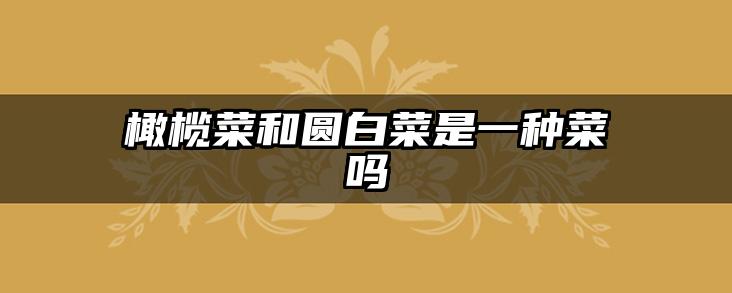 橄榄菜和圆白菜是一种菜吗
