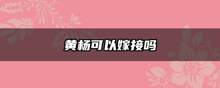 黄杨可以嫁接吗