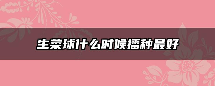 生菜球什么时候播种最好