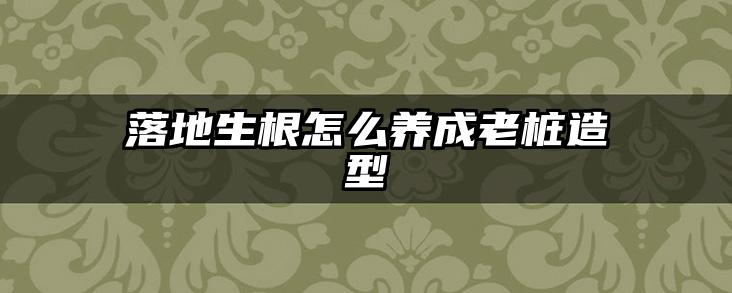 落地生根怎么养成老桩造型