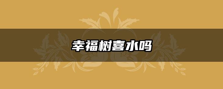幸福树喜水吗