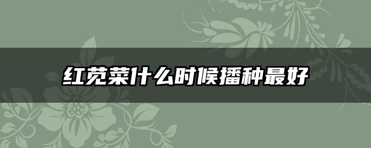 红苋菜什么时候播种最好