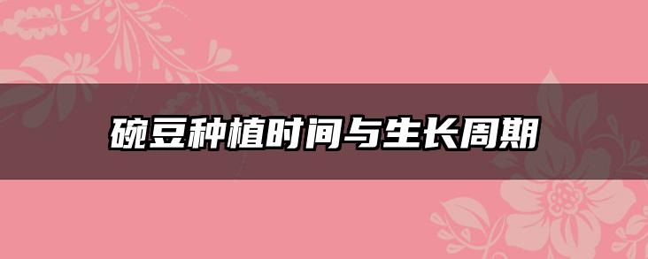 碗豆种植时间与生长周期