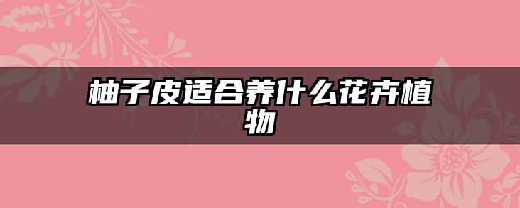 柚子皮适合养什么花卉植物