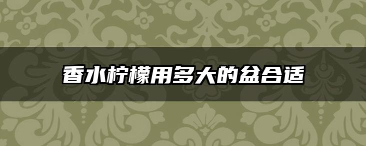 香水柠檬用多大的盆合适