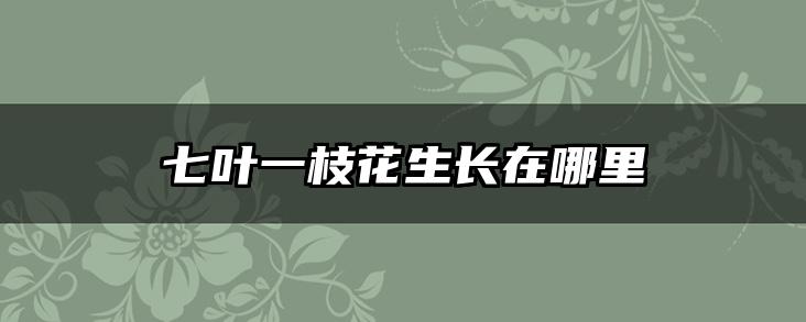 七叶一枝花生长在哪里