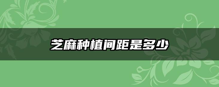 芝麻种植间距是多少