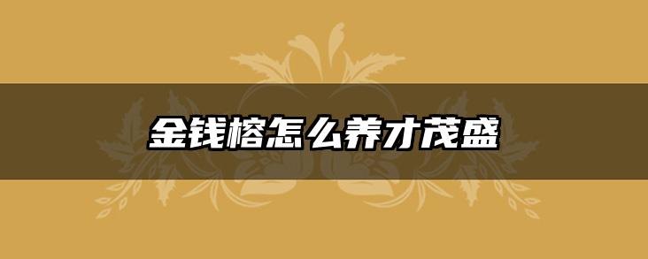 金钱榕怎么养才茂盛