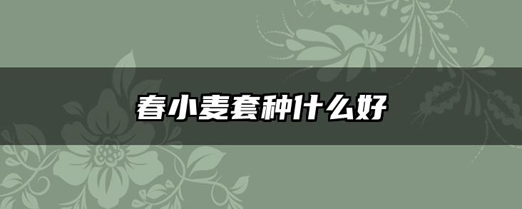 春小麦套种什么好