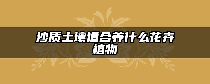沙质土壤适合养什么花卉植物
