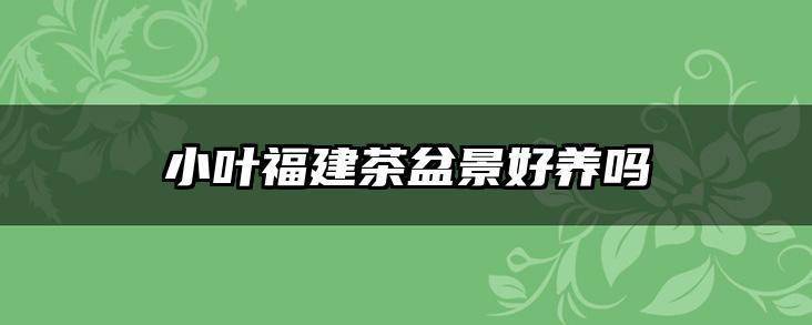 小叶福建茶盆景好养吗
