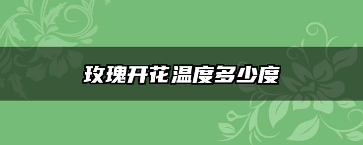 玫瑰开花温度多少度