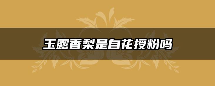 玉露香梨是自花授粉吗