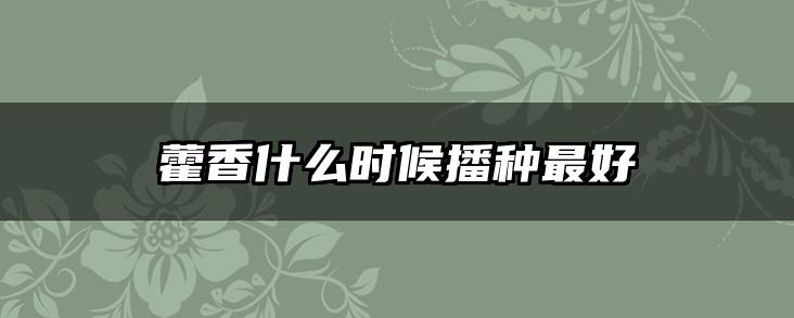 藿香什么时候播种最好