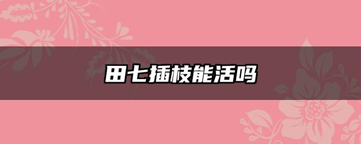田七插枝能活吗