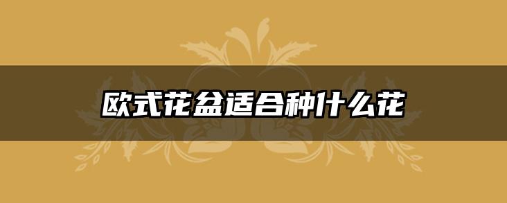 欧式花盆适合种什么花