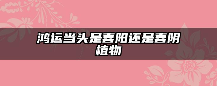 鸿运当头是喜阳还是喜阴植物
