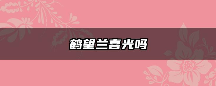 鹤望兰喜光吗