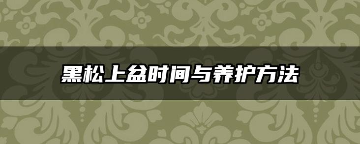 黑松上盆时间与养护方法