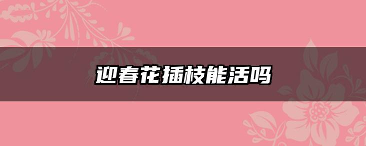 迎春花插枝能活吗