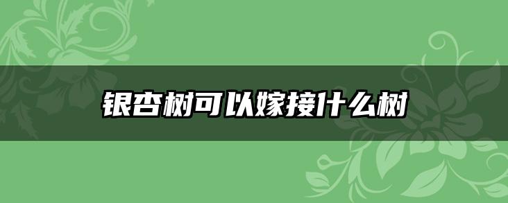银杏树可以嫁接什么树
