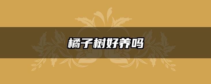 橘子树好养吗