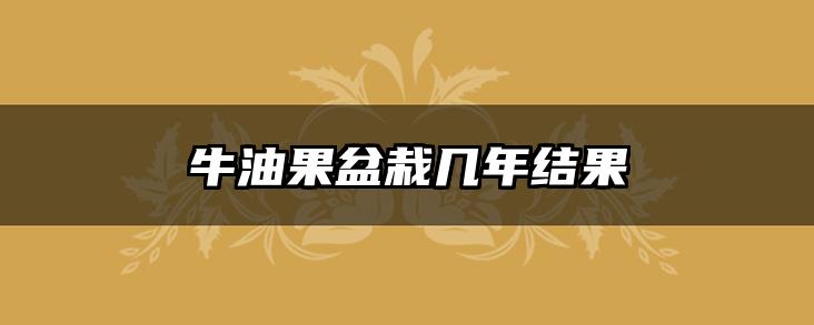 牛油果盆栽几年结果