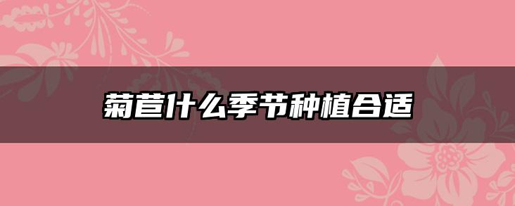 菊苣什么季节种植合适